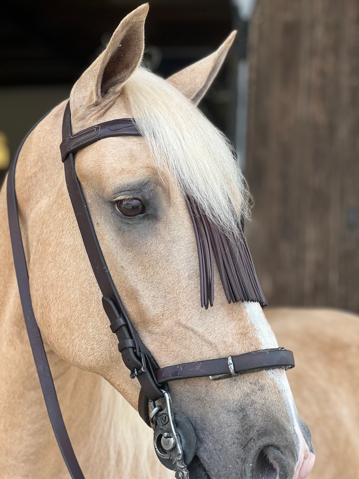 PARA EL CABALLO